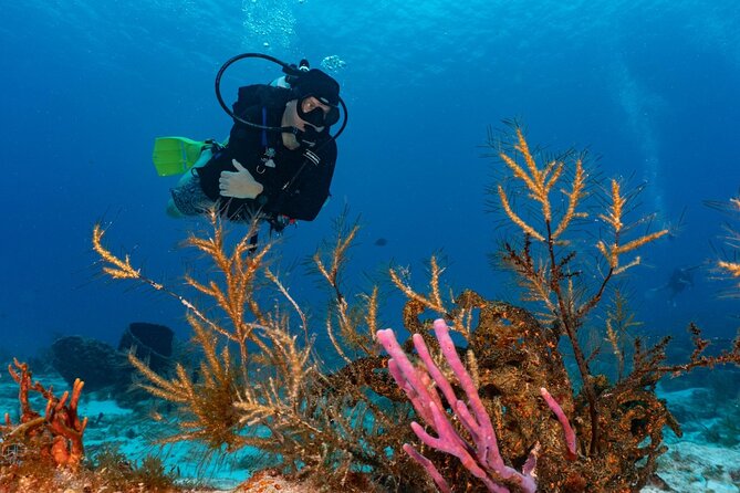 2 Tank Morning Dive: Scuba Diving in Cozumel - The surface interval includes a real lunch