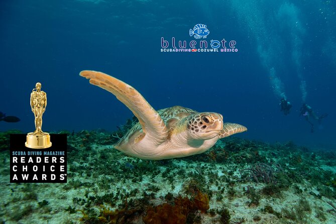 2 Tank Morning Dive: Scuba Diving in Cozumel - What the current feels like underwater