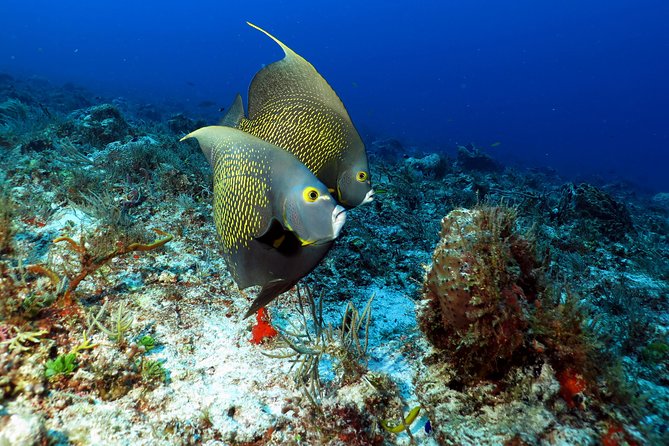 2-Tank Morning or Afternoon Dives in Playa del Carmen certified Divers Only - Choosing between the 8 a.m. and noon departures