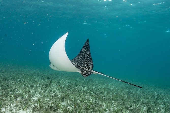 2-Tank Morning or Afternoon Dives in Playa del Carmen certified Divers Only - What is included, and what is not