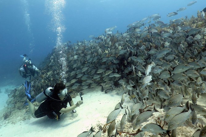 2-Tank Morning or Afternoon Dives in Playa del Carmen certified Divers Only - What the four-hour schedule feels like