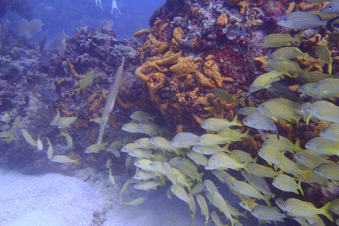 2 Tank Reef Dive in Mexico - The Second Reef Session and Return