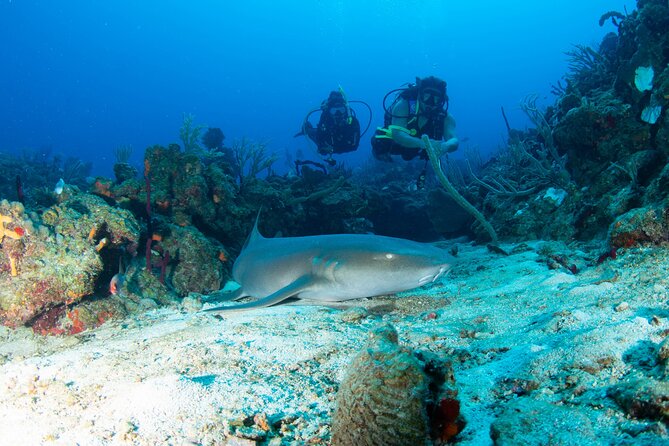 2-Tank Scuba Boat Trip in World-Class Sites @ Copamarina - The essential details at a glance