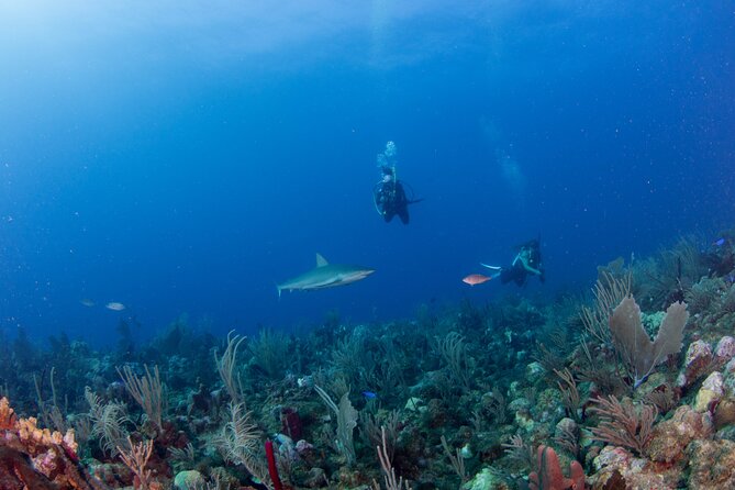 2-Tank Scuba Boat Trip in World-Class Sites @ Copamarina - What the $235 price really covers