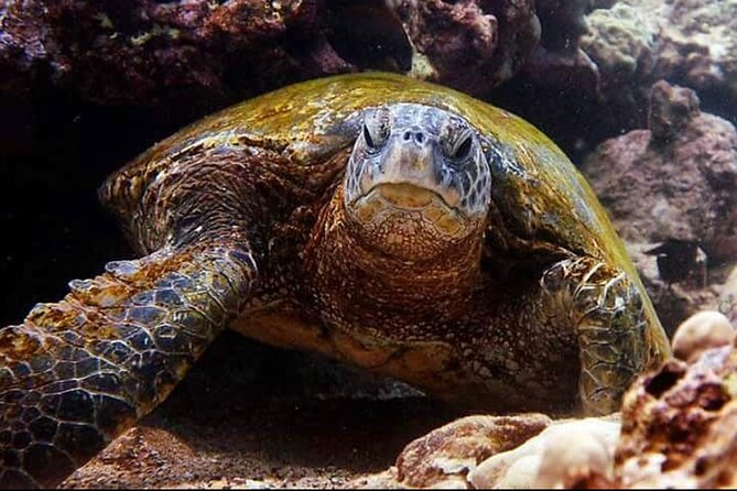 2 Tank Shore Dive at Sea Turtle Cove - Snacks, local juice, and the return to headquarters