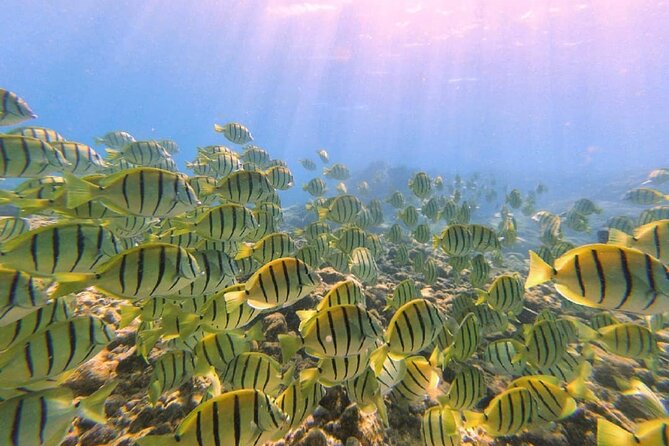 2 Tank Shore Dive at Sea Turtle Cove - Who should book this Hilo scuba trip?