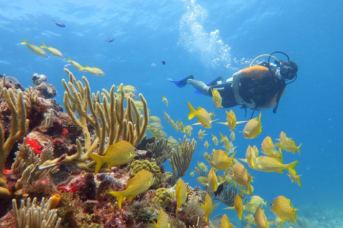 2 Tanks Dives Cancun Underwater Museum for Certified Divers - The second tank at Manchones Reef