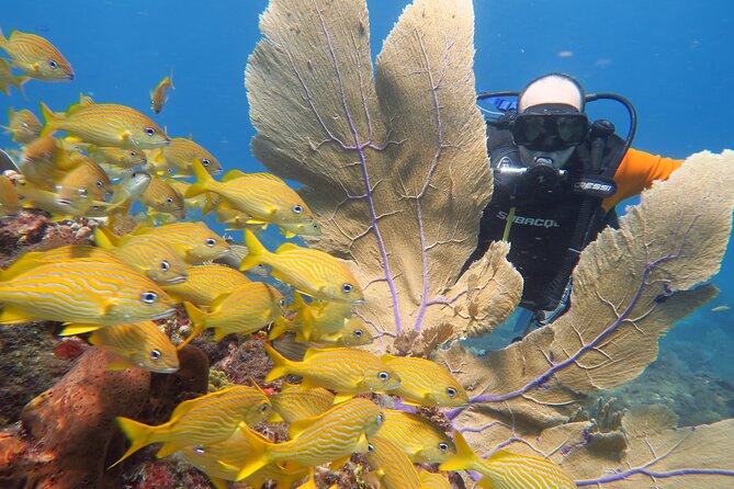 2 Tanks Dives Cancun Underwater Museum for Certified Divers - Guides, photos, and the personal feel