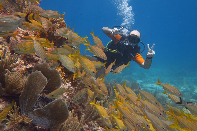 2 Tanks Dives Cancun Underwater Museum for Certified Divers - Who will enjoy this experience most