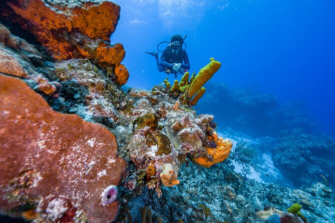 2 Tanks dives for Certified Divers in Cozumel - Starting early at Marina Fonatur