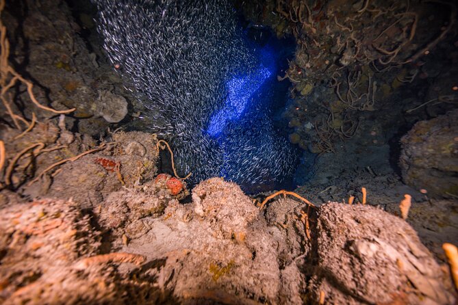 2 Tanks dives for Certified Divers in Cozumel - Equipment, safety, and the small boat advantage