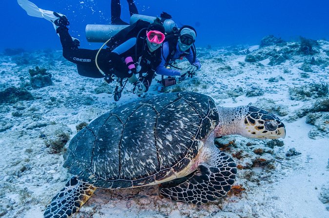 2 Tanks dives for Certified Divers in Cozumel - Marine life, from moray eels to sharks