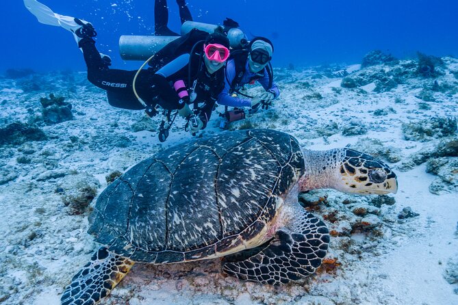 2 Tanks dives for Certified Divers in Cozumel - The break between sessions