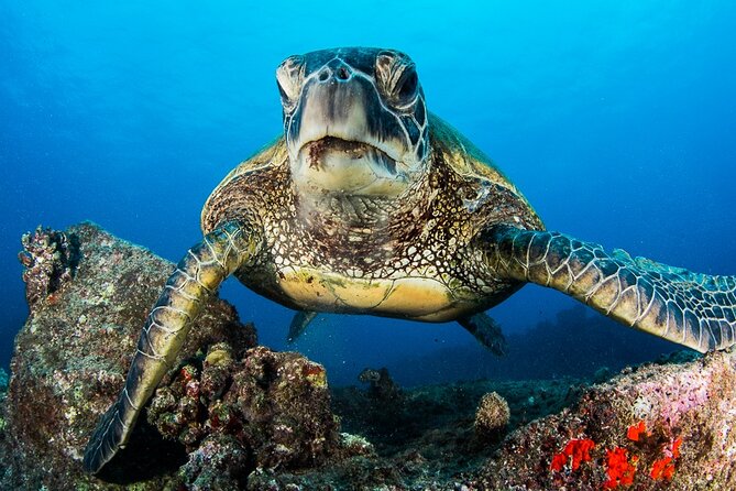 2 Tanks Scuba Dive Kaua'i from a Boat - Why this five-hour format works