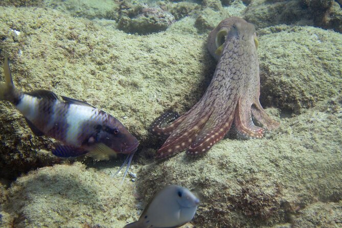 2 Tanks Scuba Dive Kaua'i from a Boat - What $370 buys you