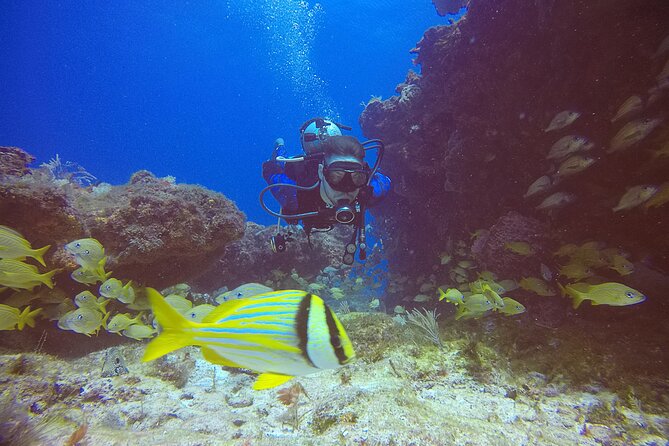 2 Tanks Scuba Diving in Punta Cancun Reefs for Certified Divers - Why this Punta Cancun outing works well