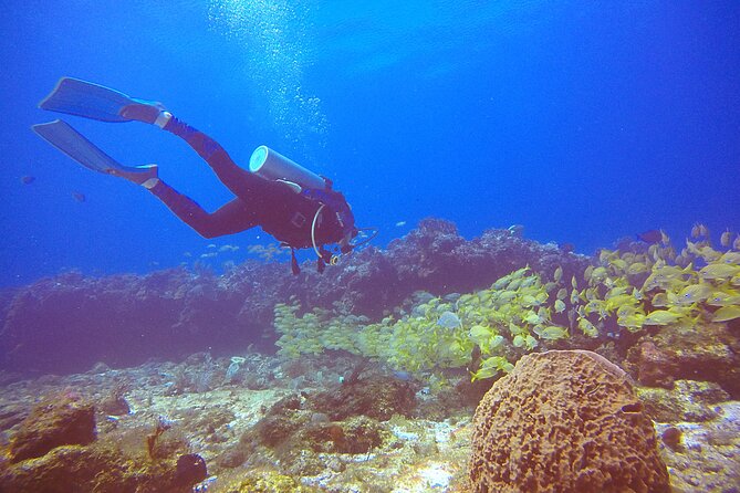 2 Tanks Scuba Diving in Punta Cancun Reefs for Certified Divers - Two reefs, two chances to see marine life