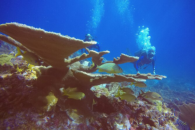 2 Tanks Scuba Diving in Punta Cancun Reefs for Certified Divers - The 24-hour flight rule matters