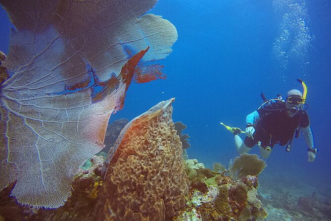2 Tanks Scuba Diving Wreck and Reef in Cancun for Certified Divers - Booking details and cancellation flexibility