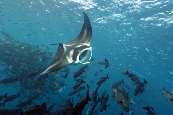 3 Day Dive Tour - Three mornings around Koror Island