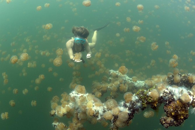 3 Day Dive Tour - What the underwater days offer