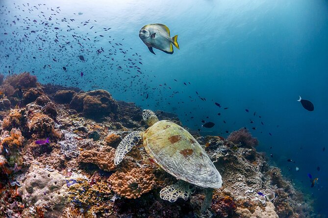 (3 Days) PADI Open Water Diver Course Kota Kinabalu - What the $437.93 price includes