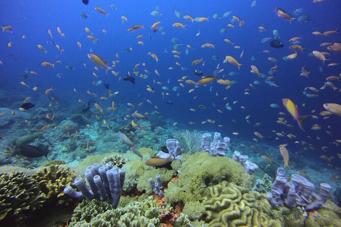3 Epic Dives in Nusa Penida - Certified Divers' Day Trip - Why Nusa Penida is the star of the day