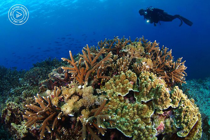 3 Epic Dives in Nusa Penida - Certified Divers' Day Trip - Guide support and the small-group advantage