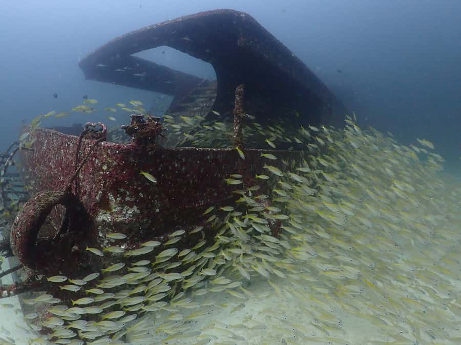 3 Fun Dives for Certified diver at Racha Yai/Noi - What the three underwater sessions are like