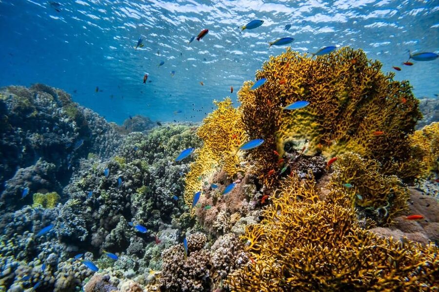 3 Fun Dives for Certified diver at Racha Yai/Noi - Practical limits and small compromises