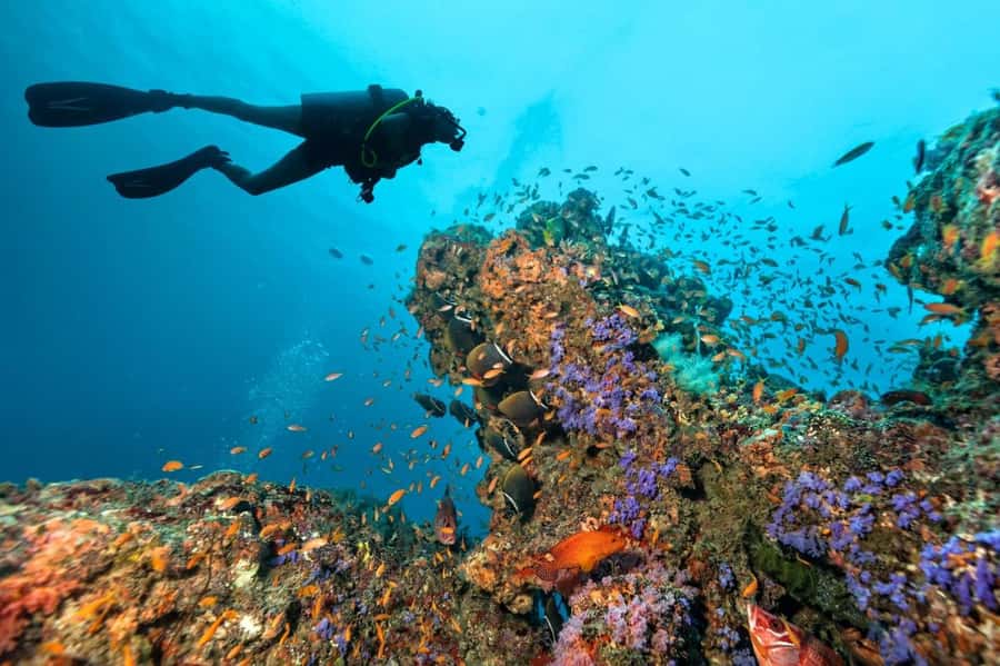 3 Fun Dives for Certified Diver Phi Phi islands &Shark Point - Key points at a glance