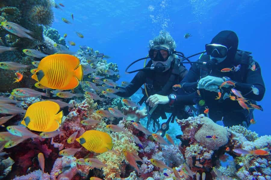 3 Fun Dives for Certified Diver Phi Phi islands &Shark Point - Guides, safety, and the small-group advantage