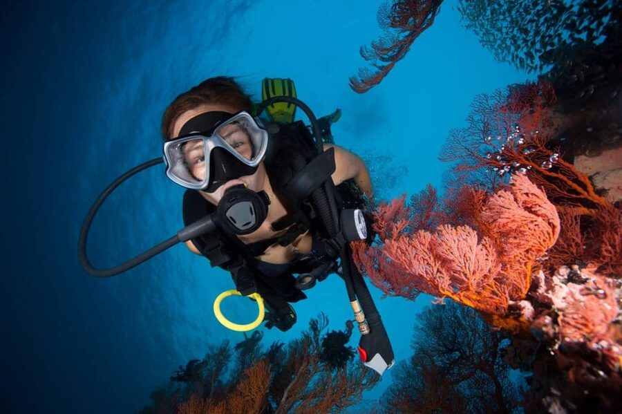 3 Fun Dives for Certified Diver Phi Phi islands &Shark Point - Is $176 a fair price?