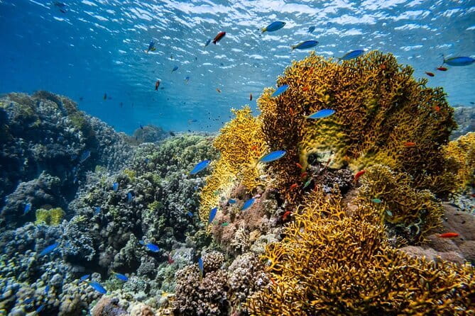 3 Fun Dives in Racha Yai and Racha Noi for Certified Divers - Safety requirements deserve serious attention