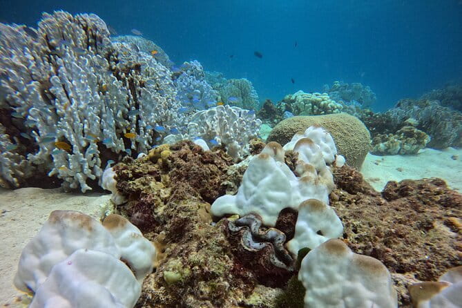 3 Fun Dives in Racha Yai and Racha Noi for Certified Divers - Is $89.61 a fair price?