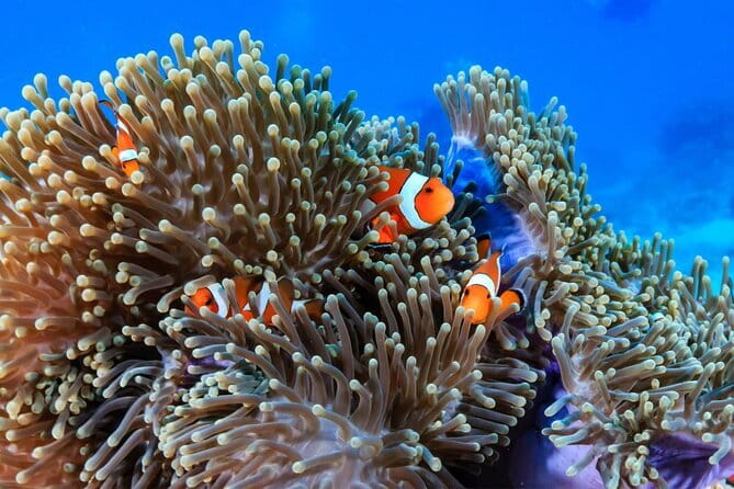 3 Fun Dives in Racha Yai and Racha Noi for Certified Divers - What happens during the three sessions