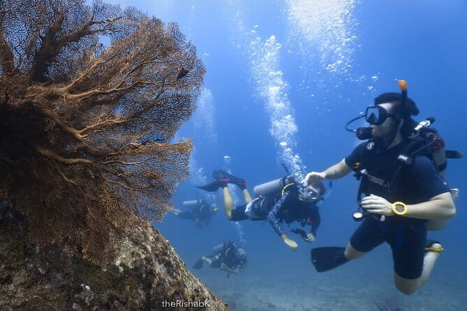 3 Fun Dives King Cruiser Wreck and Koh DokMai for Certified diver - Shark Point and its concentration of marine life