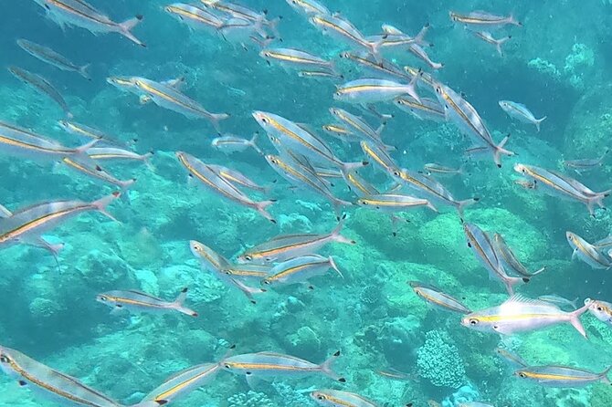 3 Hour Guided Scuba Diving in Trincomalee - What happens during the three-hour outing