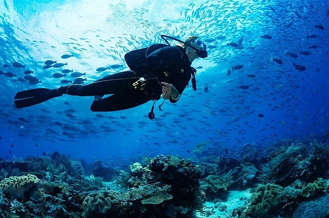 3 Hour Guided Scuba Diving in Trincomalee - Coral, fish, and the smaller details