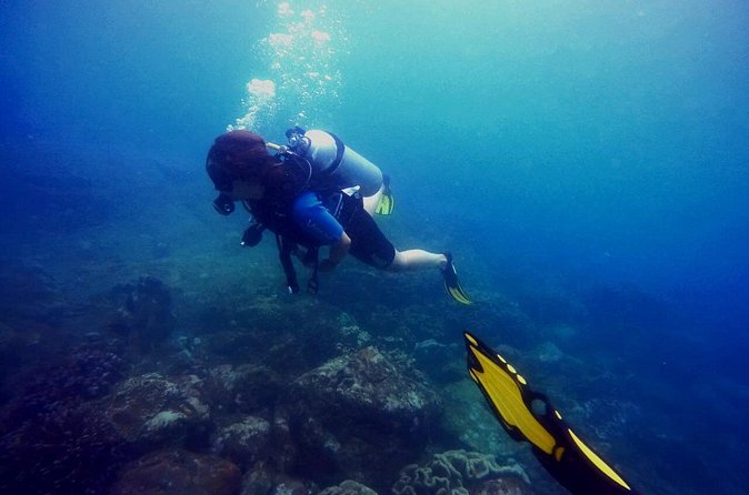 3 Hour Guided Scuba Diving in Trincomalee - Chances of seeing large marine animals