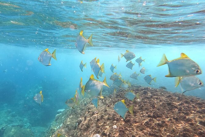 3 Hour Guided Scuba Diving in Trincomalee - Timing, group size, and practical planning