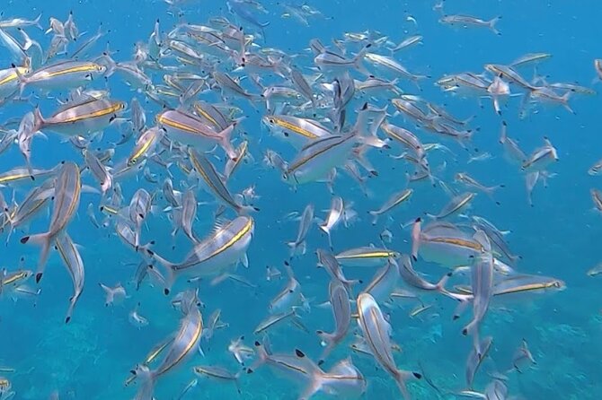3 Hour Guided Scuba Diving in Trincomalee - The first moments below the surface