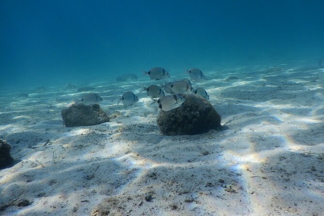 3 Hour Private Scuba Diving Experience - Key points to know before booking
