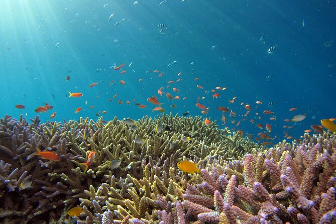 3 Semporna Islands Tour with Snorkel or Diving Experience - What the $55.21 price really covers