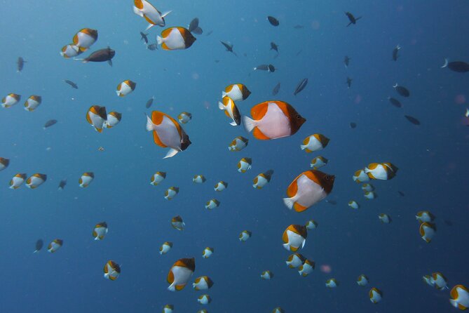 3 Semporna Islands Tour with Snorkel or Diving Experience - What to pack and what to expect