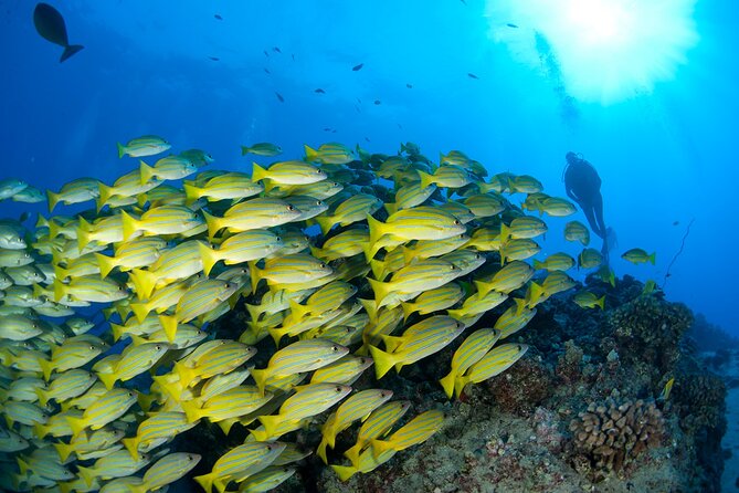 3-Tank Dive Featuring the Molokini Crater - Who will get the most from this outing