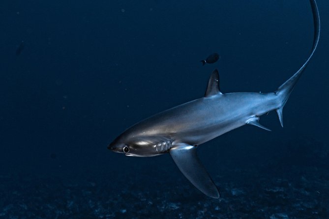 5 Fun Dives in Nusa Lembongan (for certified divers) - Swim with a Mola Mola - Crystal Bay and the hope of mola mola