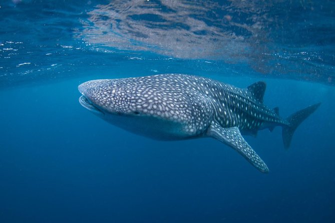 5 Fun Dives in Nusa Lembongan (for certified divers) - Swim with a Mola Mola - Toyapakeh adds another Penida site