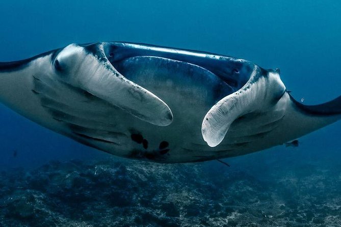 5 Fun Dives in Nusa Lembongan (for certified divers) - Swim with a Mola Mola - What is included, and what you still pay for