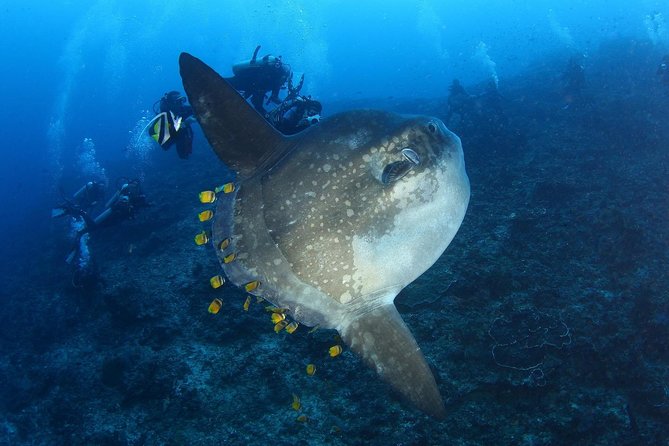 5 Fun Dives in Nusa Lembongan (for certified divers) - Swim with a Mola Mola - The guides make a practical difference